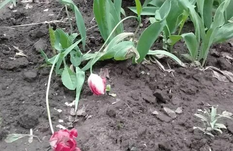 Тюльпаны отцвели посадить