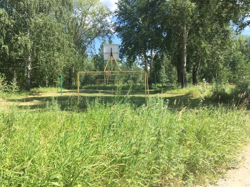 Снт кедр колыванский. Снт кедр колыванский