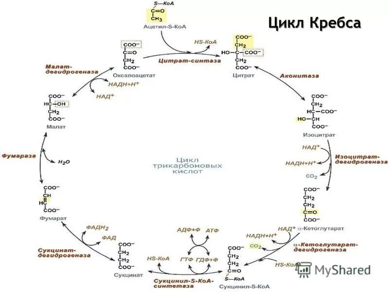 Цикл трикарбоновых кислот этапы. Цикл Кребса 8 реакций. Цикл Кребса биохимия реакции. Цикл Кребса схема с ферментами. Схема реакций цикла Кребса.