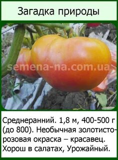 Томаты загадка природы характеристика
