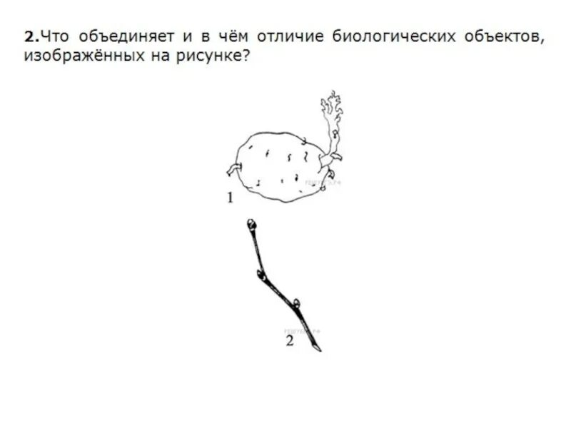 Какой объект изображен на рисунке. Что объединяет и в чем различие биологических объектов. Что объединяет и в чём отличие биологических объектов изображённых. Рисунки биологических объектов ЕГЭ. Какой биологический объект изображён на рисунке.