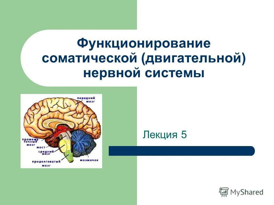 Опорно-двигательный аппарат человека рисунок. Органы составляющие нервную систему. Влияние физических упражнений на периферическую нервную систему. Работы нервной и двигательной систем. Схема нервной регуляции мышц.