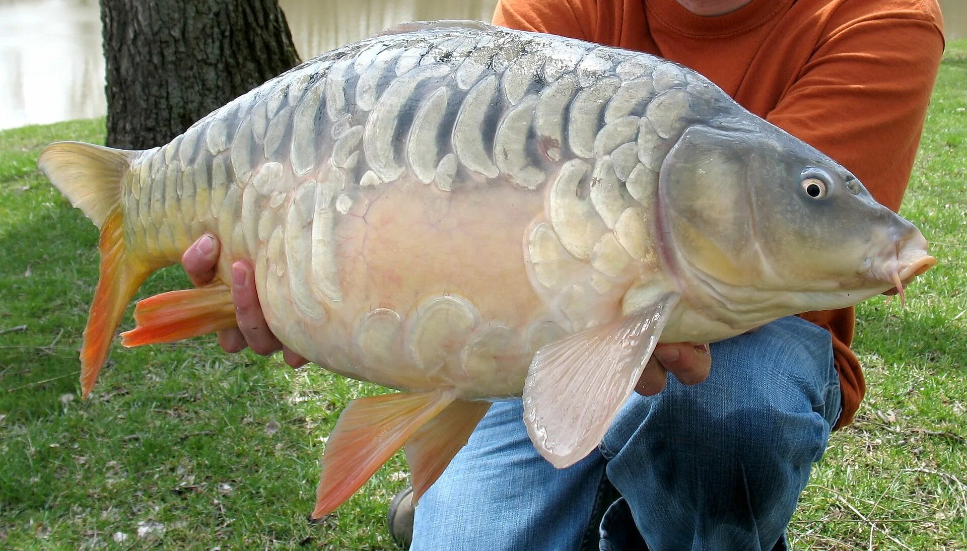 Сазан (Cyprinus Carpio). Ангелинский зеркальный Карп. Карп рамчатый. Рыба Карп зеркальный. Сазан виды рыбы