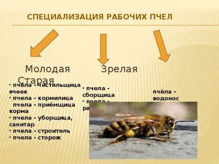 Роль рабочих пчел