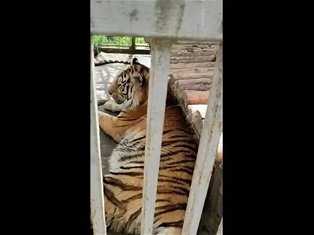 Однажды в московском зоопарке разбилось стекло. Мариупольский зоопарк до войны.