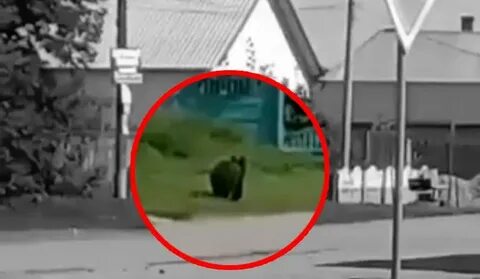 Поймали ли медведя в красноярске