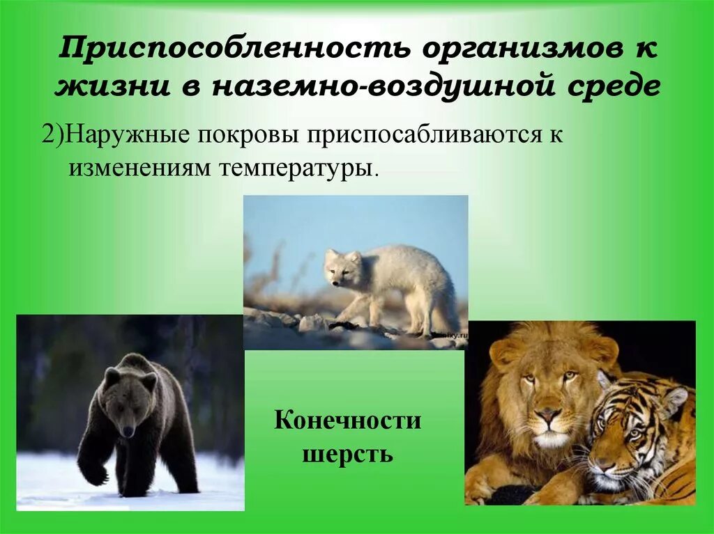 Приспособления для жизни в наземно-воздушной среде. Приспособление организмов к наземно-воздушной среде. Приспособленность организмов к наземно-воздушной среде. Приспособление организмов к жизни в наземно-воздушной среде.