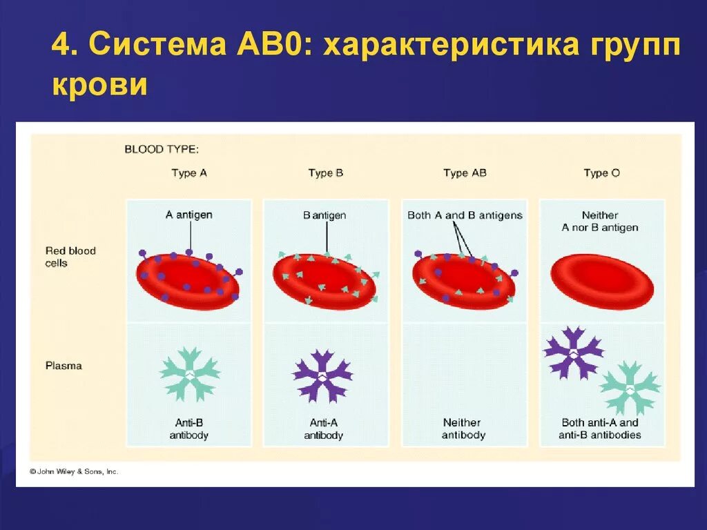 Группы крови системы ab0 физиология. Система ав0 группы крови. Ab0 группа крови. Система ab0. 1 белок группа крови