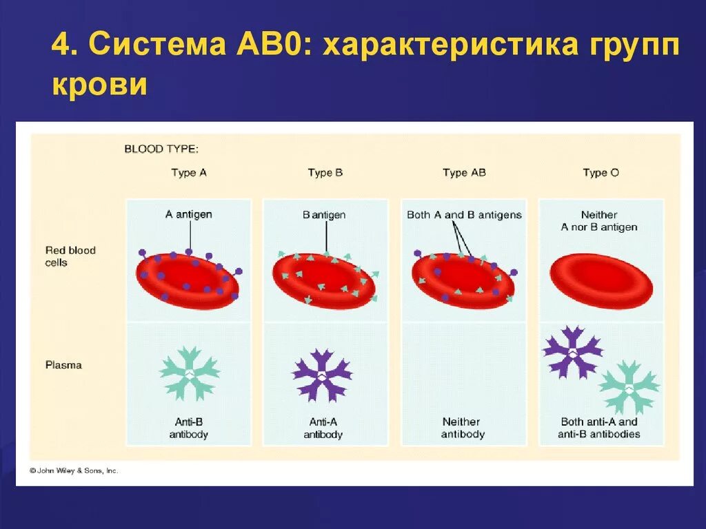 Группы крови системы ab0 физиология. Система ав0 группы крови. Ab0 группа крови. Система ab0. Основные системы групп крови