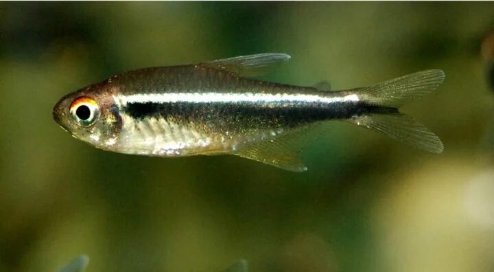 Неон черный - Tetra Hyphessobrycon herbertaxelrodi (М)