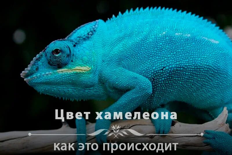 Хамелеон видео меняет. Хамелеон меняет. хамелеон окраска. меняющийся хамелеон. хамелеон меняет цвет кожи.