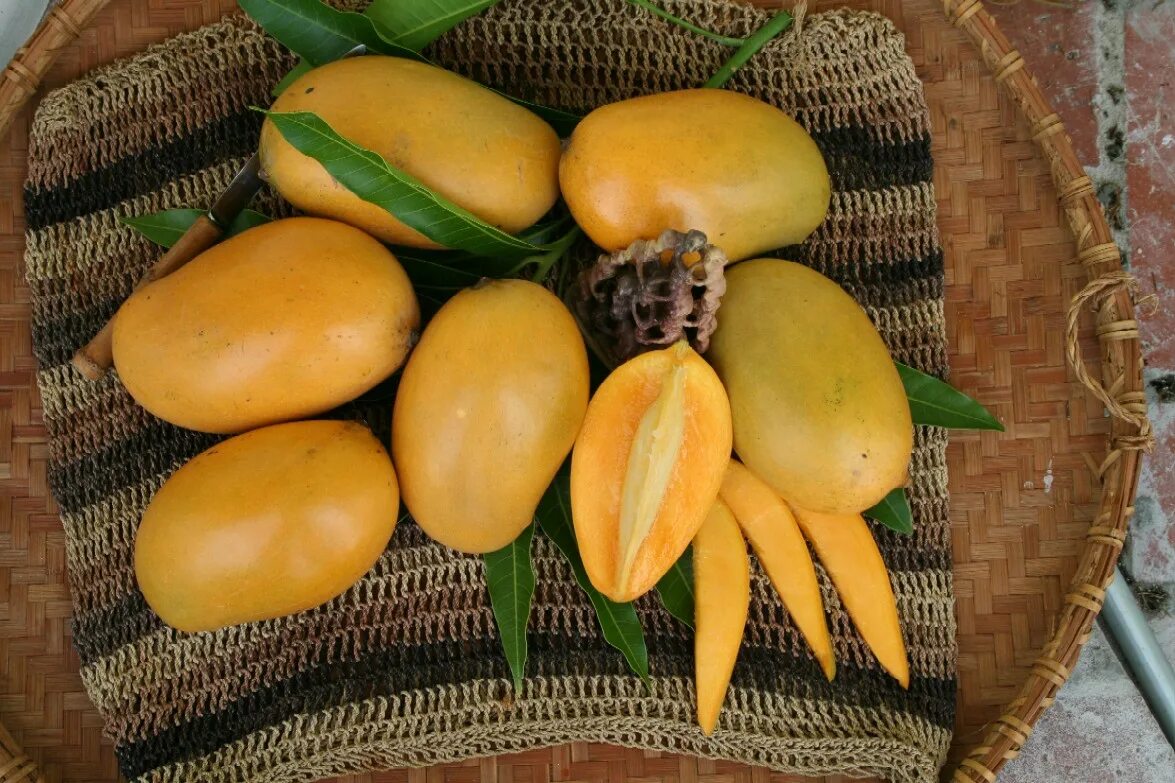 Манго (фрукт). Турецкое манго. Манго Sindhri. Манго в Индии.