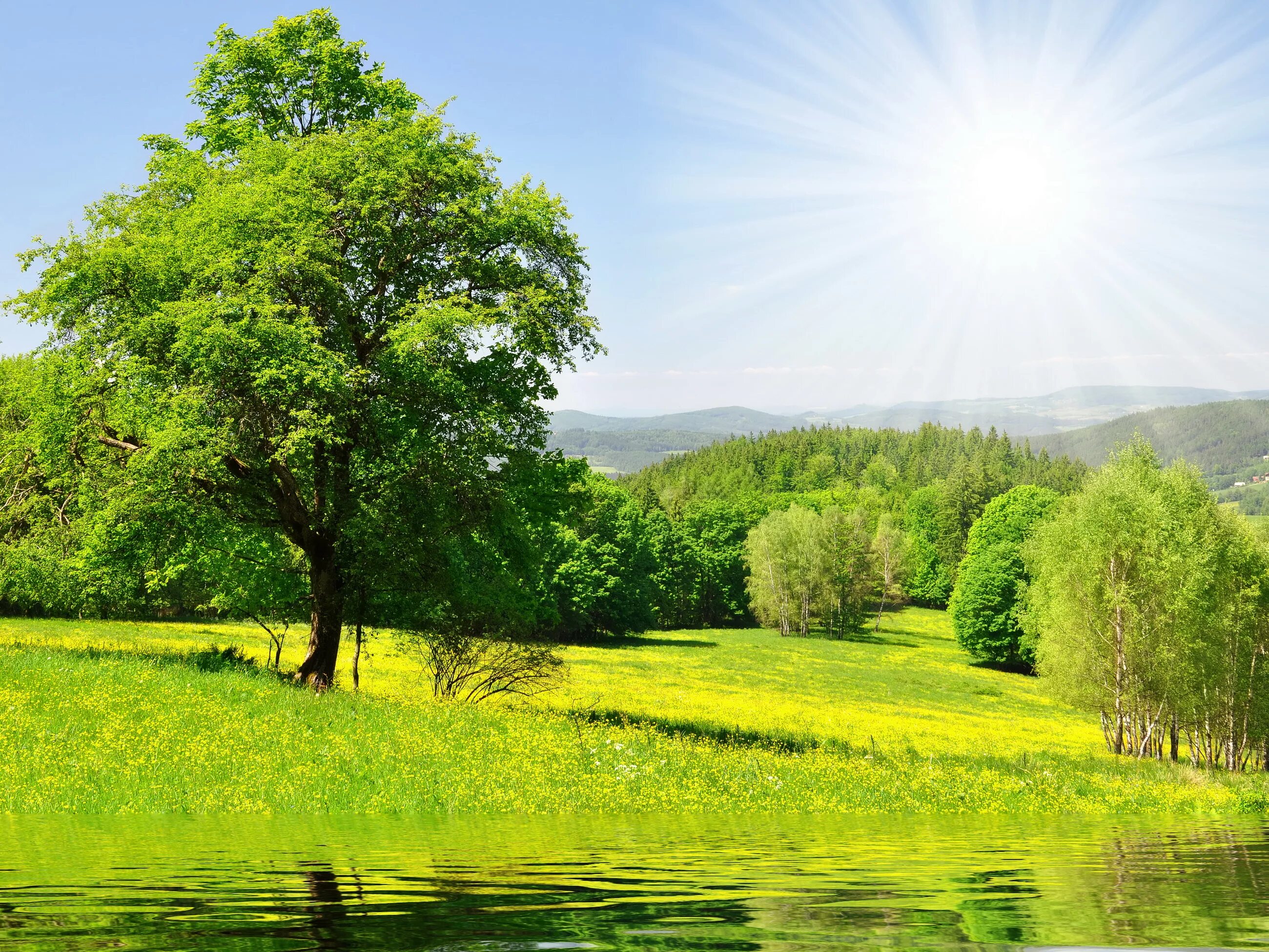 лето природа. времена года солнечная поляна. летняя природа. летняя природа. лето.