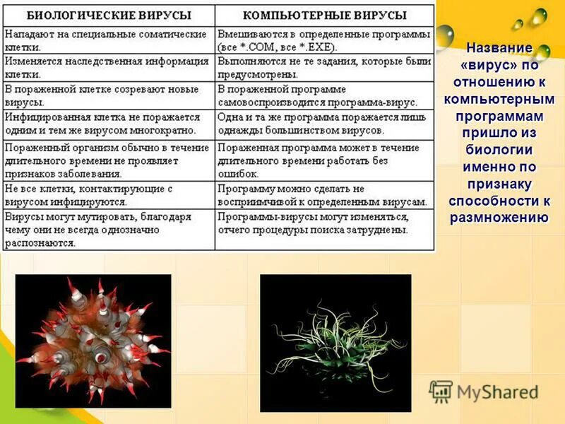 Какие есть вирусы. Вирусы названия. Типы вирусов биология. Названия разных вирусов. Виды вирусов в биологии.