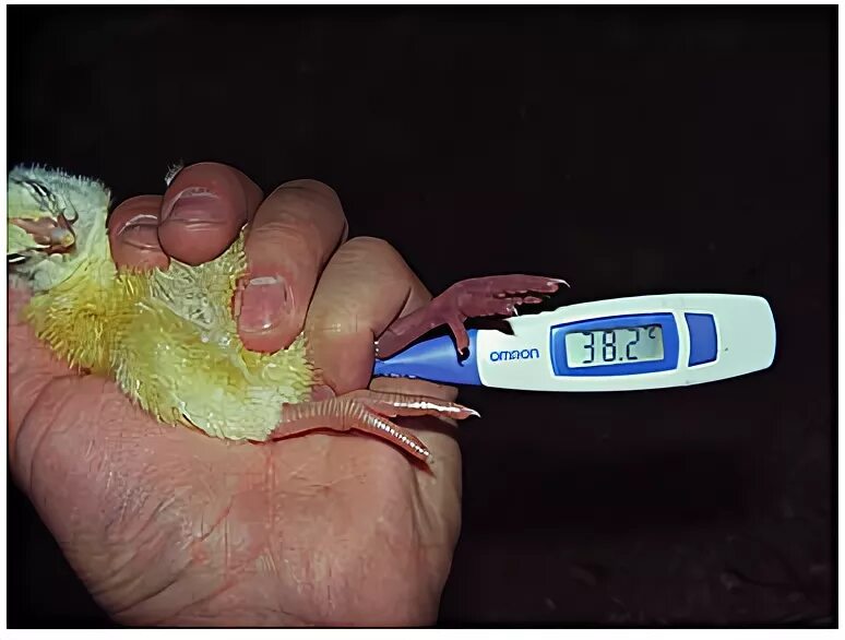 Температура тела кур. Измерение температуры у птиц. Измерение температуры у кур. Температура тела цыплят.