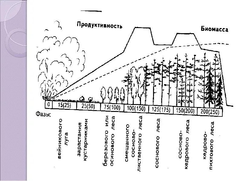 Продуктивность биомассы. Биомасса и продуктивность экосистем. Биомасса первичной продукции. Соотношение продуктивности и биомассы показывает. Последовательность увеличения биологической продуктивности природных зон
