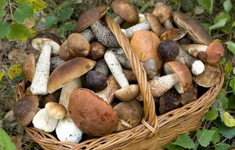 Какие грибы считаются самыми