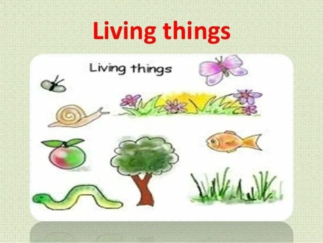 Living things is. Linkin park living things 2012. Living things is. Living things and non living things. Living and non living things worksheets.