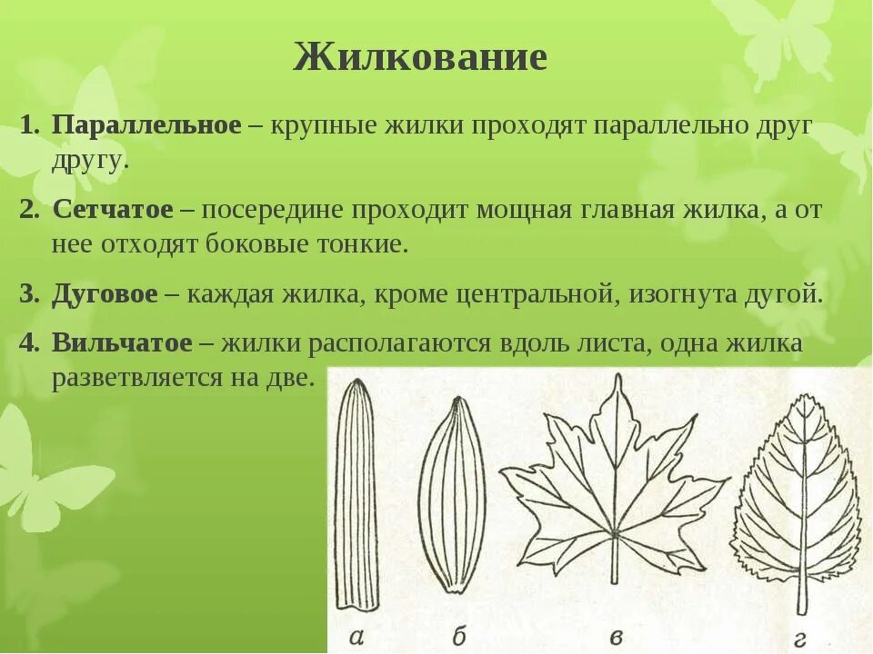 Жилкование покрытосеменных. Основные типы жилкования листа. Типы жилкования листа 6 класс биология. Типы жилкования листовой пластинки листовой. Жилкование листьев сетчатое параллельное дуговое.