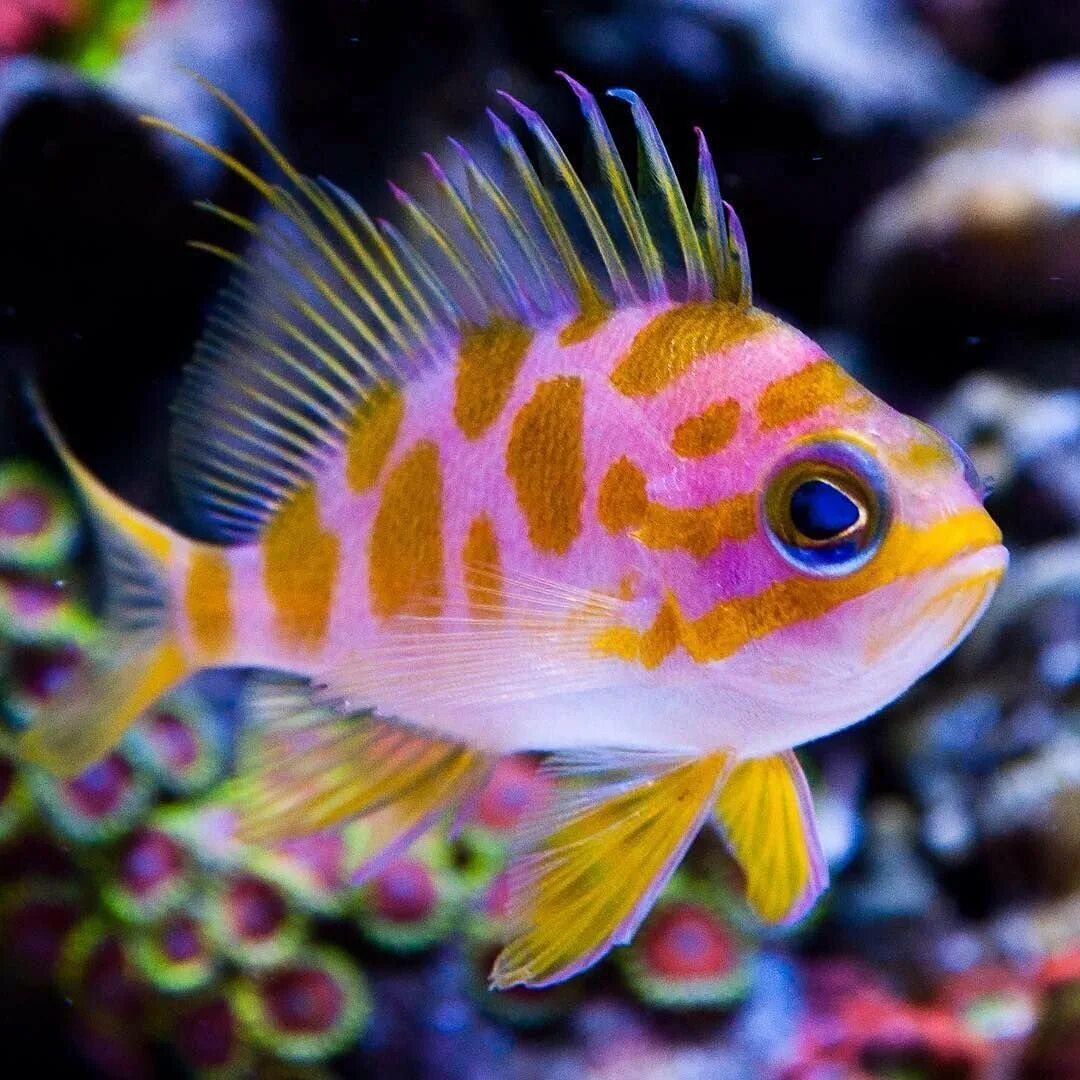 Антиас рыба морская. Anthias Anthias. Odontanthias Borbonius. Рыба Borbonius.