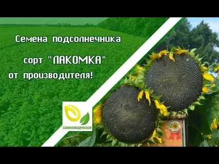 Сколько сортов подсолнечника