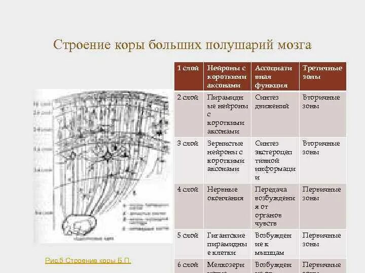 Строение коры дерева луб и. Ткани первичной и вторичной коры стебля. Луб и древесина функции и строение. Структура и характеристика коры. Цитоархитектоника коры головного мозга анатомия.