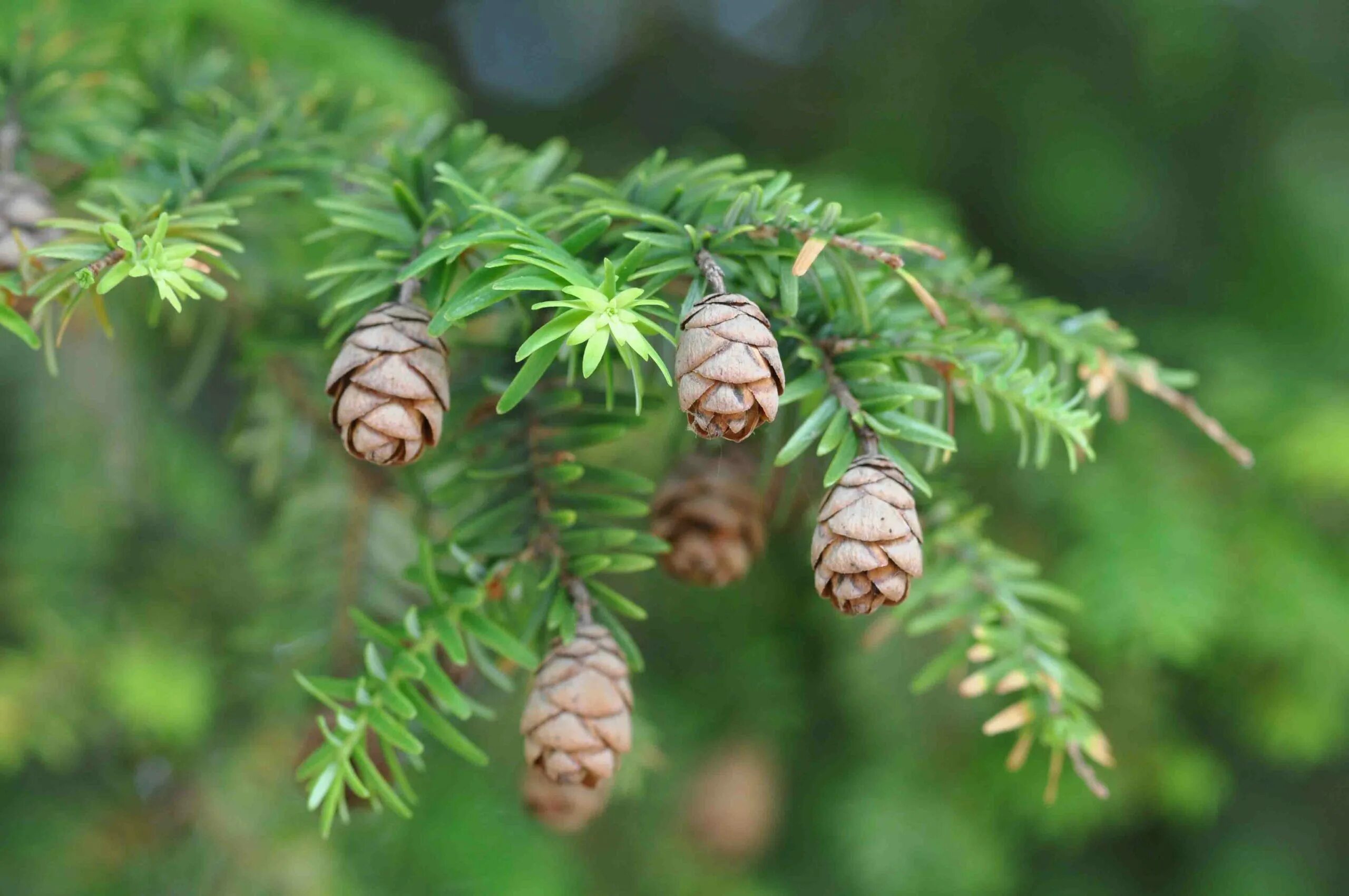 Тсуга западная. Тсуга канадская хвоя. тсуга тайга. tsuga canadensis.