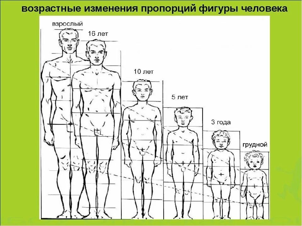 Изменить пропорции изображения. Пропорции тела человека в разном возрасте. возрастные изменения пропорций тела человека. возрастные пропорции фигуры. пропорции фигуры подростка.
