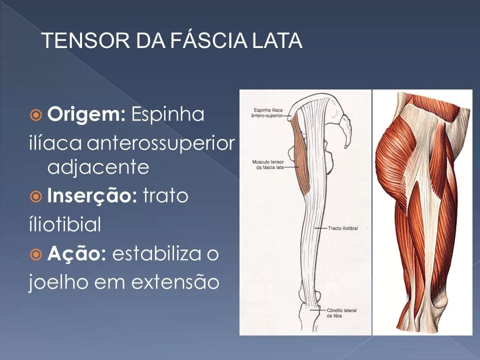 Собственная фасция бедра. М. Tensor fascia lata. Тензор фасция Лата. Musculus Tensor fasciae Latae, напрягатель широкой фасции. Широкая фасция бедра анатомия.