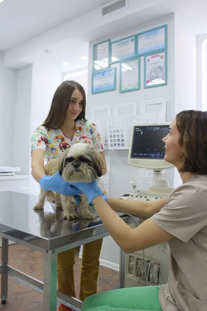 ул. ветклиника снежный барс нижний новгород. снежный барс ветеринарная клиника нижний новгород. ветклиника снежный барс нижний новгород. барс ветлечебница.