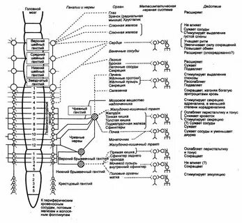 Нервные волокна иннервирующие внутренние органы