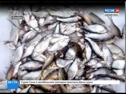 Рыба спас