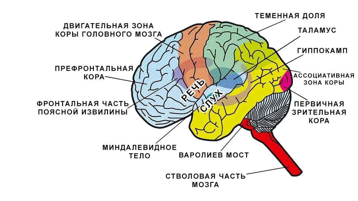 В зоне внимания. Корковые ядра анализаторов головного мозга. Кора головного мозга зоны коры головного мозга. Ядра анализаторов головного мозга схема. Основы функциональной организации двигательных систем мозга.