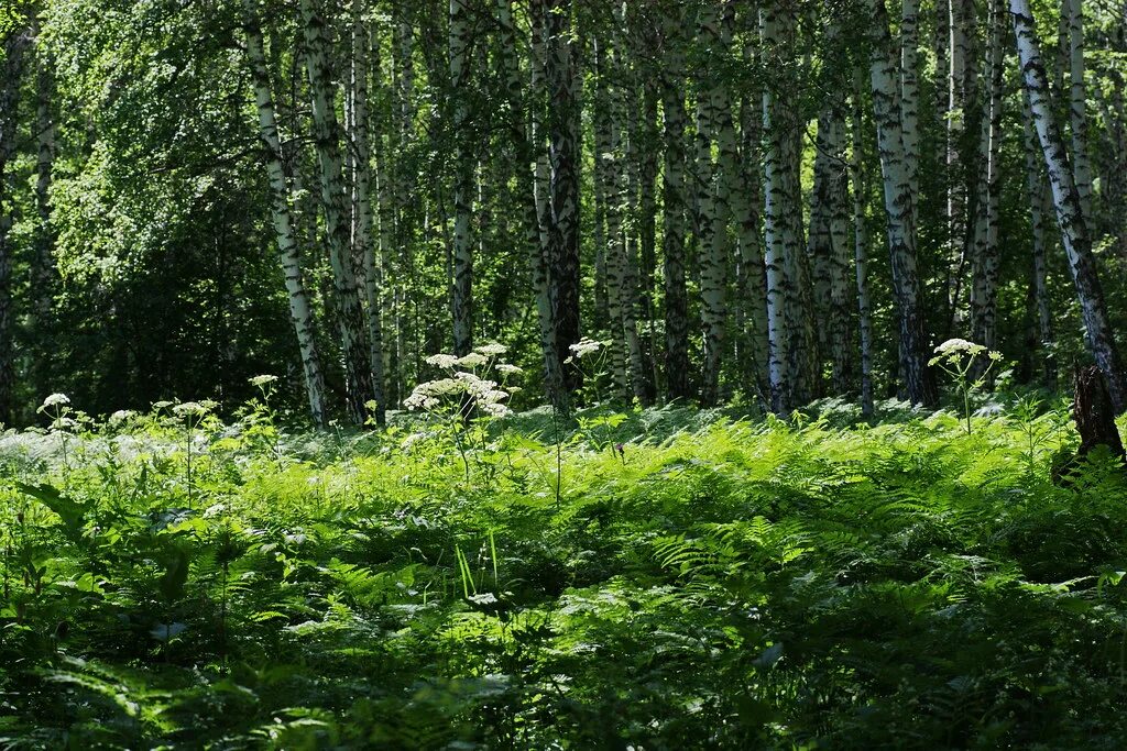 Forest clearing. Леса России. Растительность леса. Лесная зона. Смешанные леса летом.