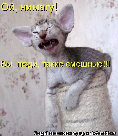 Ой забавно. Спасибо очень смешно. Ну насмешила картинки. Смешно мем. Спасибо насмешила.