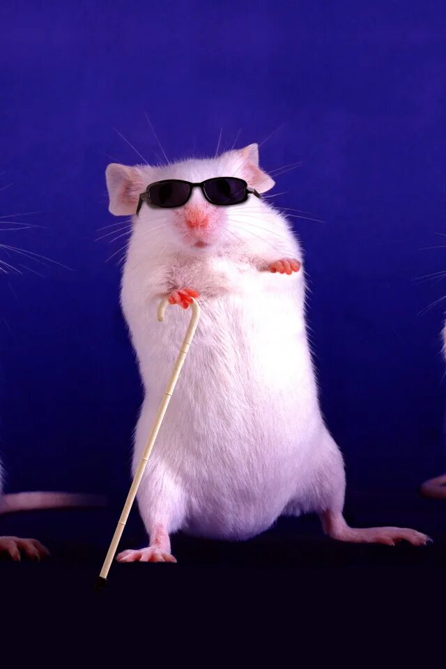 Pin on Glam in 2025 Funny animal photos, Very cute dogs, Funny rats