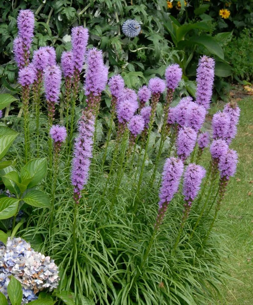 Примула орхидейная виаля. Многолетнее растение обитающее. Многолетнее растение обитающее. Лиатрис колосковый. Лиатрис spicata.