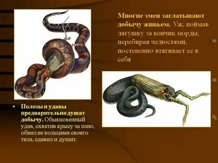 Добыча верховных змеев