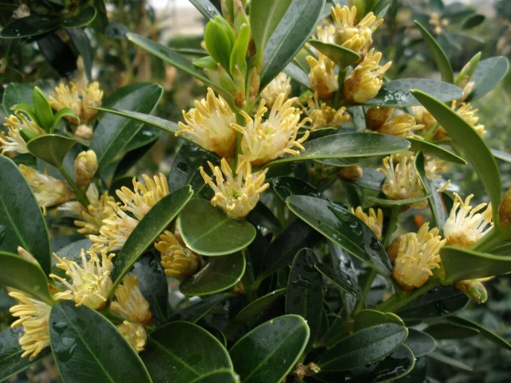 Самшит Балеарский. Самшит Балеарский Buxus Balearica. Самшит колхидский куст. Цветение самшита вечнозеленого.