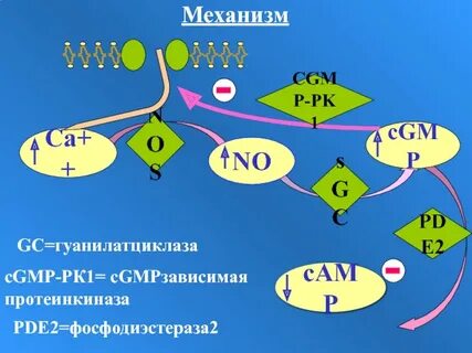 Протеинкиназа g