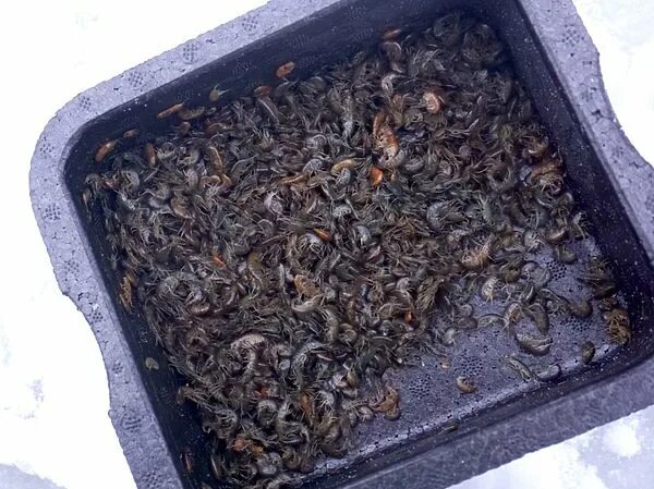 Как хранить живого мормыша