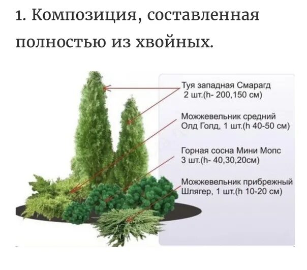 Размер хвойных растений. Можжевельник обыкновенный диаметр кроны. Хвойные туя Смарагд. 4 Туи Смарагда. Туя Западная Смарагд высота.