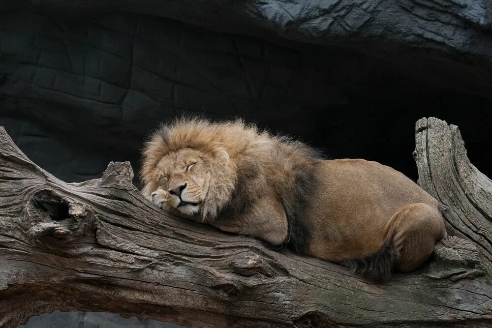 Фф sleeping lions автор litmasily. Спящий Лев на дереве.