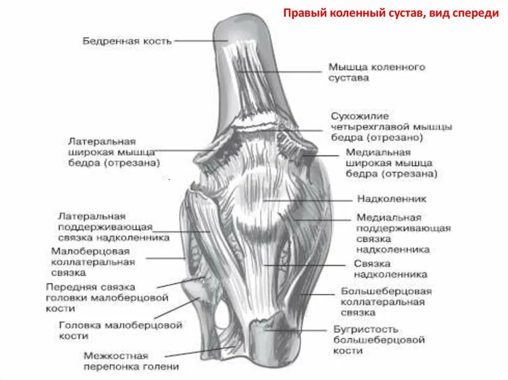 Строение мышц коленного сустава человека. Строение мышц коленного сустава человека