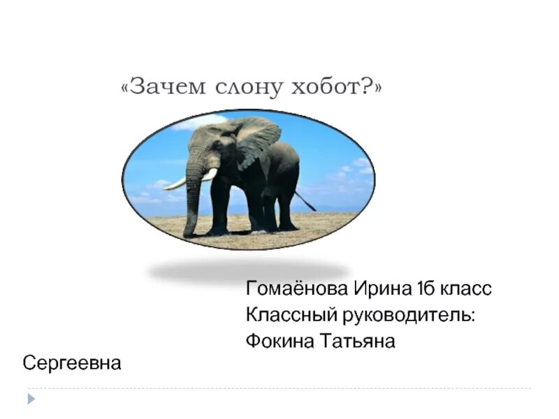 Зачем слонам хобот. Для чего нужен хобот слону. Почему у слонов хобот. Почему у слона такой хобот. Почему слона назвали слоном