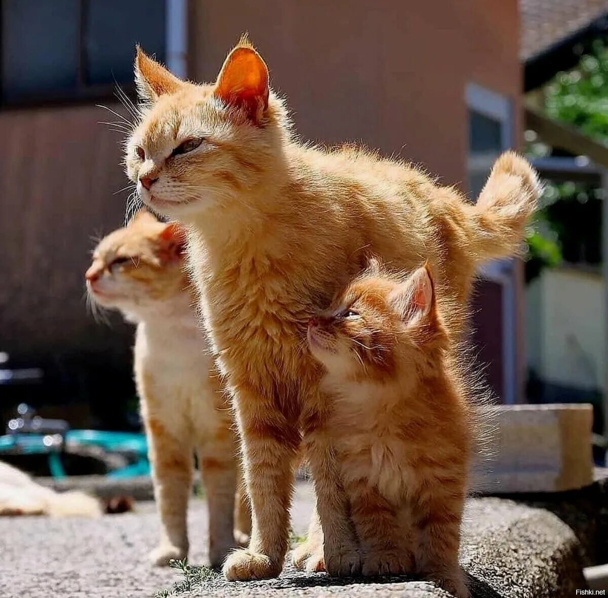 Два ребенка и две кошки