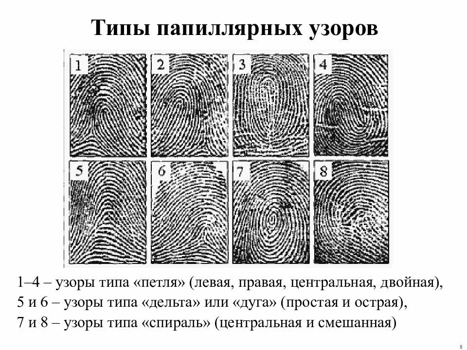 Виды папиллярных узоров. Шатровый дуговой папиллярный узор. определите тип и вид папиллярного узора. тип вид и разновидность папиллярного узора. типы папиллярных узоров пальцев рук криминалистика.