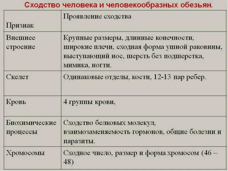 Что отличает человекообразную. Сходства и отличия человека и человекообразных обезьян. Человек и обезьяна сходства и различия. Сходство человека и человекообразных обезьян. Черты сходства человека и человекообразных обезьян.