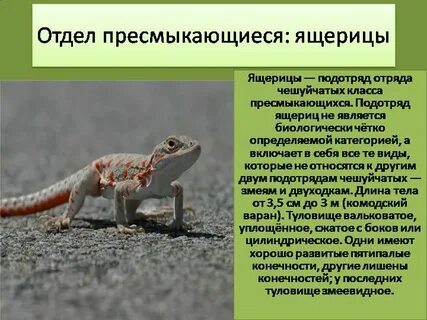 Сезонные явления в жизни пресмыкающихся