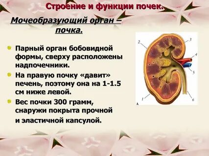 Презентация строение почек